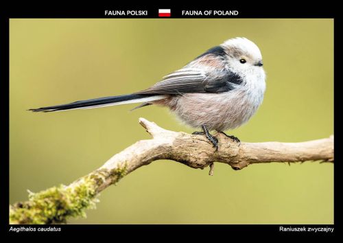 Fauna Polski: Raniuszek zwyczajny