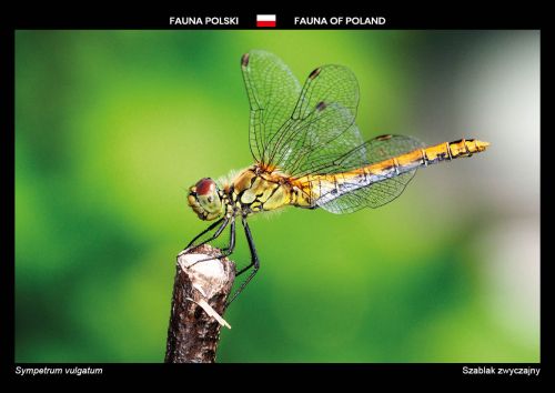 Fauna Polski: Szablak zwyczajny