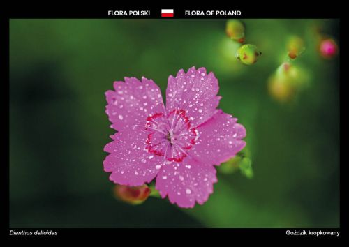 Flora Polski: Goździk kropkowany