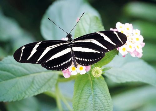 Heliconius charithonia