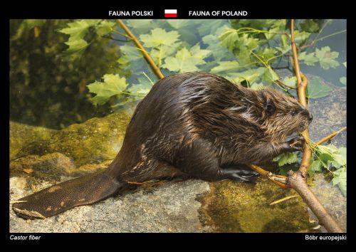 Fauna Polski: Bóbr europejski