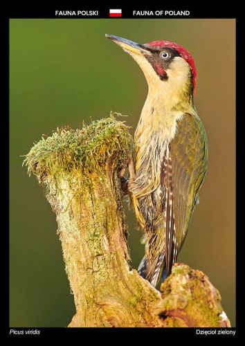 Fauna Polski: Dzięcioł zielony