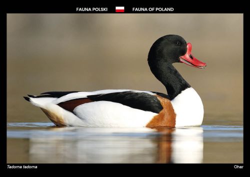 Fauna Polski: Ohar