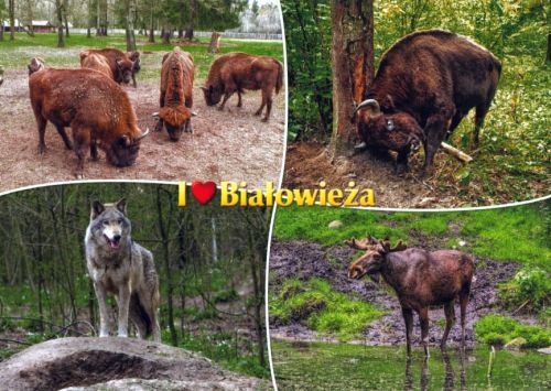 Białowieża