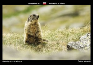 Fauna Polski: Świstak tatrzański