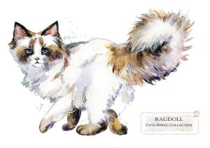 Rasy kotów: Ragdoll