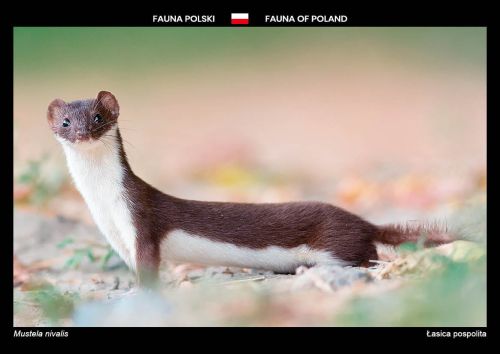 Fauna Polski: Łasica pospolita