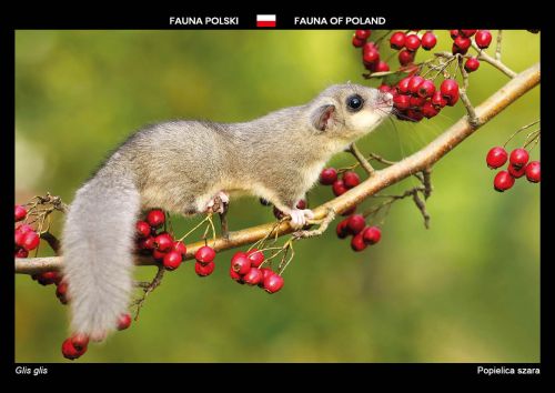 Fauna Polski: Popielica szara