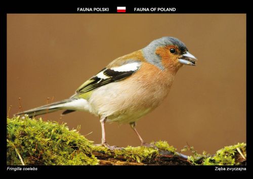 Fauna Polski: Zięba zwyczajna