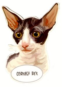 Magnes: Cornish Rex