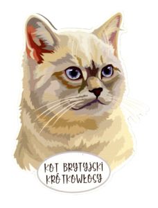 Magnes: Kot brytyjski krótkowłosy