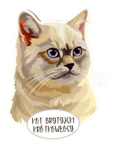 Magnes: Kot brytyjski krótkowłosy