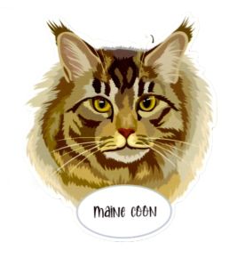 Magnes: Maine Coon