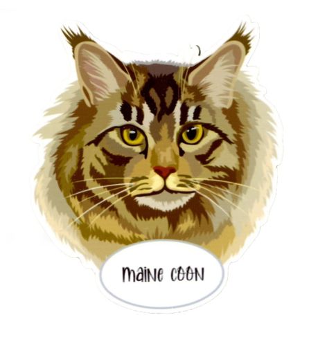 Magnes: Maine Coon