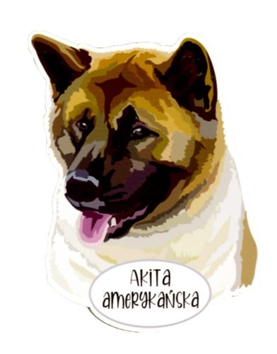 Magnes: Akita amerykańska