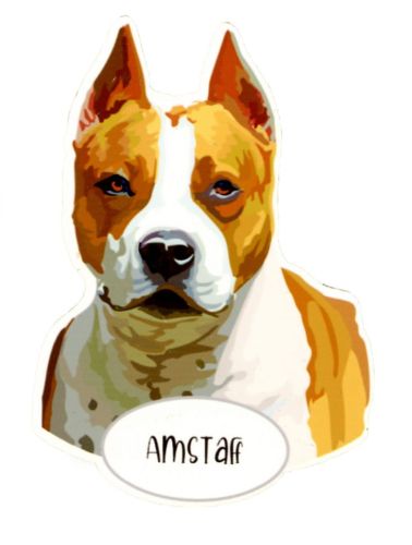 Magnes: AmStaff