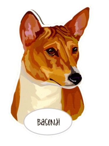 Magnes: Basenji