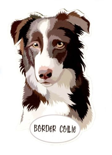 Magnes: Border Collie