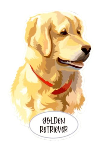 Magnes: Golden Retriever