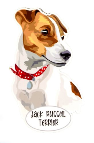 Magnes: Jack Russell Terrier