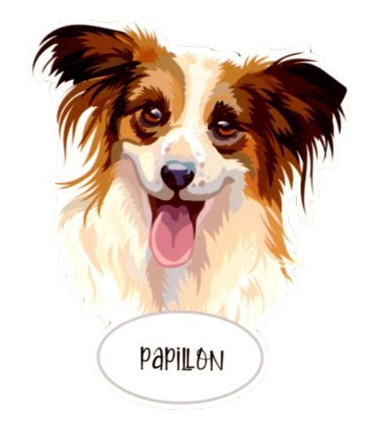 Magnes: Papillon