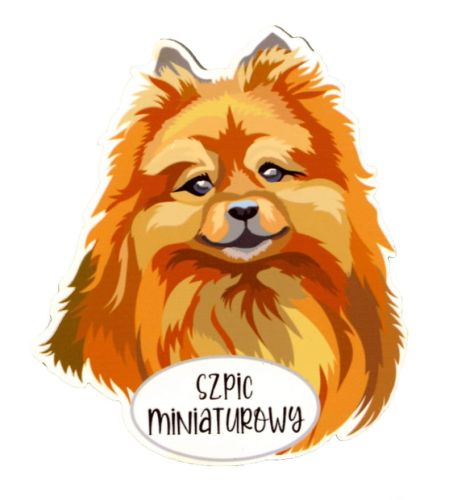 Magnes: Szpic miniaturowy