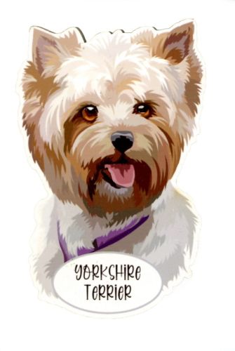 Magnes: Yorkshire Terrier