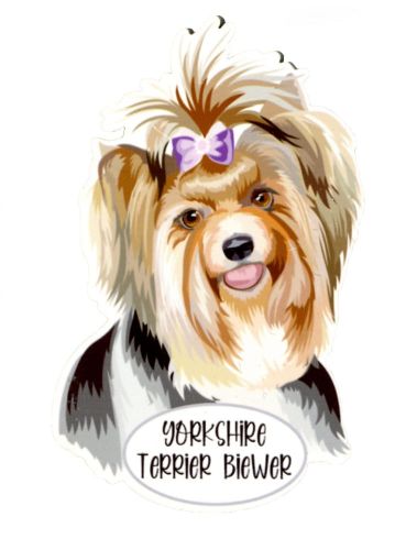 Magnes: Yorkshire Terrier Biewer