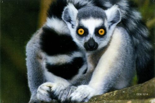 Magnes: Lemur katta