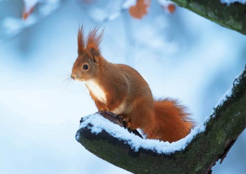 Wiewiórka na gałęzi