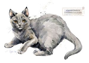 Rasy kotów: Chartreux