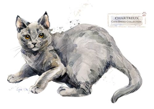 Rasy kotów: Chartreux