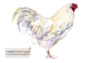 Rasy kur: Chantecler