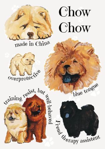 Rasy psów - Chow Chow