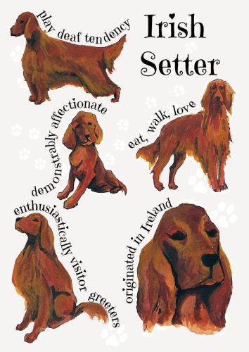 Rasy psów - Irish Setter