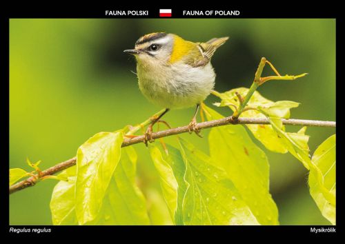 Fauna Polski: Mysikrólik