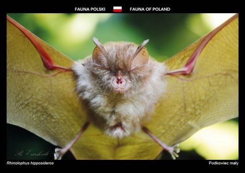 Fauna Polski: Podkowiec mały