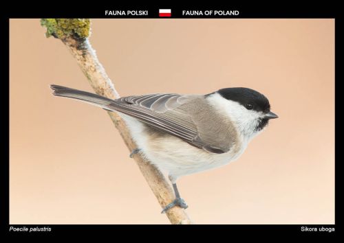 Fauna Polski: Sikora uboga