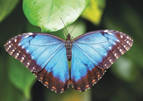 Morpho peleides