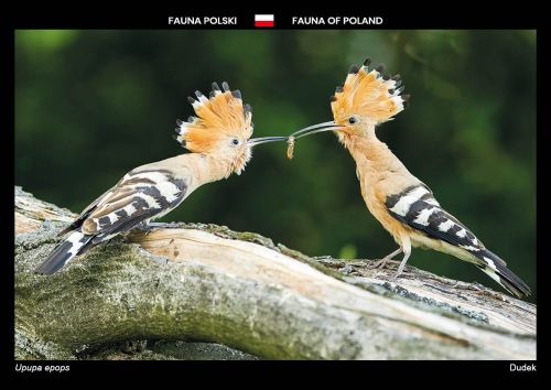 Fauna Polski: Dudek