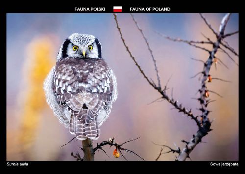 Fauna Polski: Sowa jarzębata