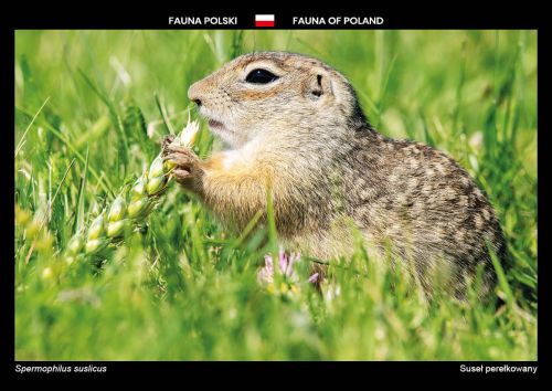 Fauna Polski: Suseł perełkowany