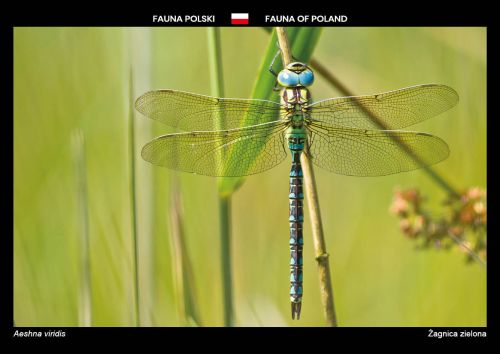 Fauna Polski: Żagnica zielona