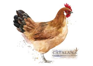 Rasy kur: Catalana