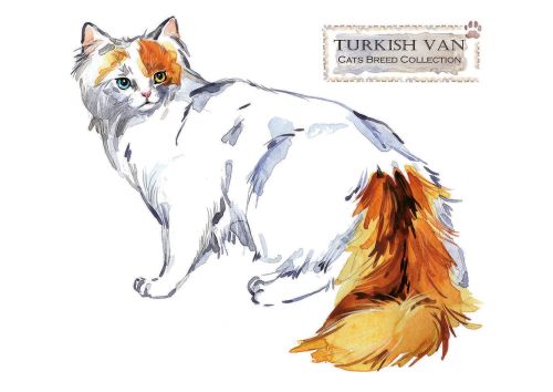 Rasy kotów: Turecki Van
