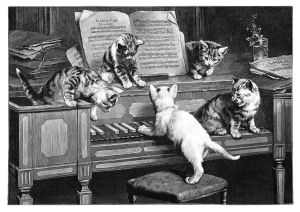 Katzenfuge – Carl Reicher