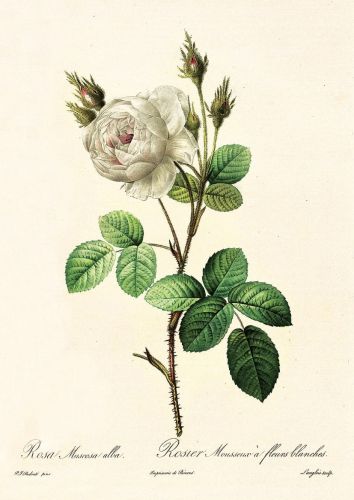 Rosa muscosa alba