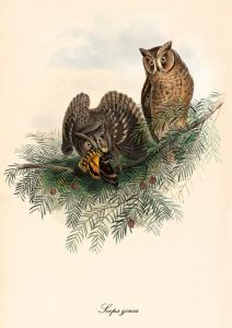 Otus brucei - Syczek arabski