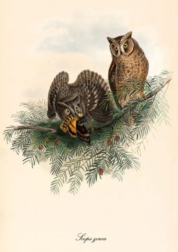 Otus brucei - Syczek arabski