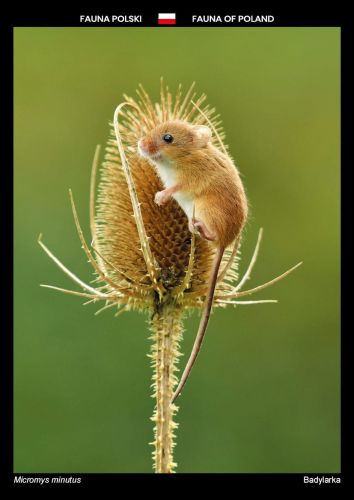 Fauna Polski: Badylarka